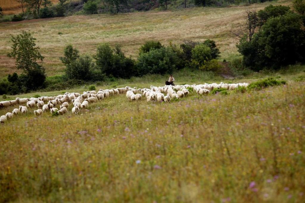 Fattoria Poggio Foco Villa Manciano Esterno foto